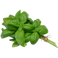 Basil