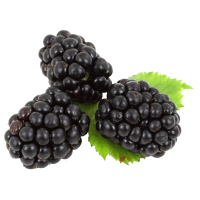 Blackberries