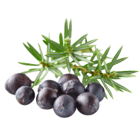 Juniper Berries