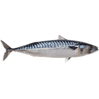 Mackerel