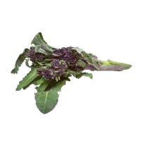 Purple Sprouting Broccoli