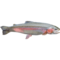 Rainbow Trout