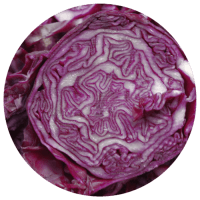 Red Cabbage