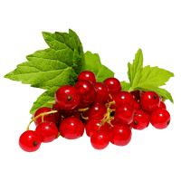Redcurrants