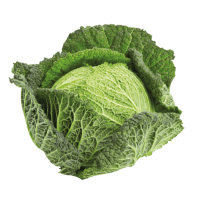Savoy Cabbage