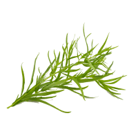 Tarragon Leaves