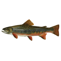 Trout